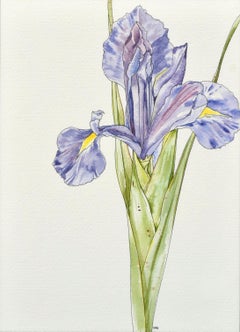 Iris Iris- Iris  - Botanische Studie