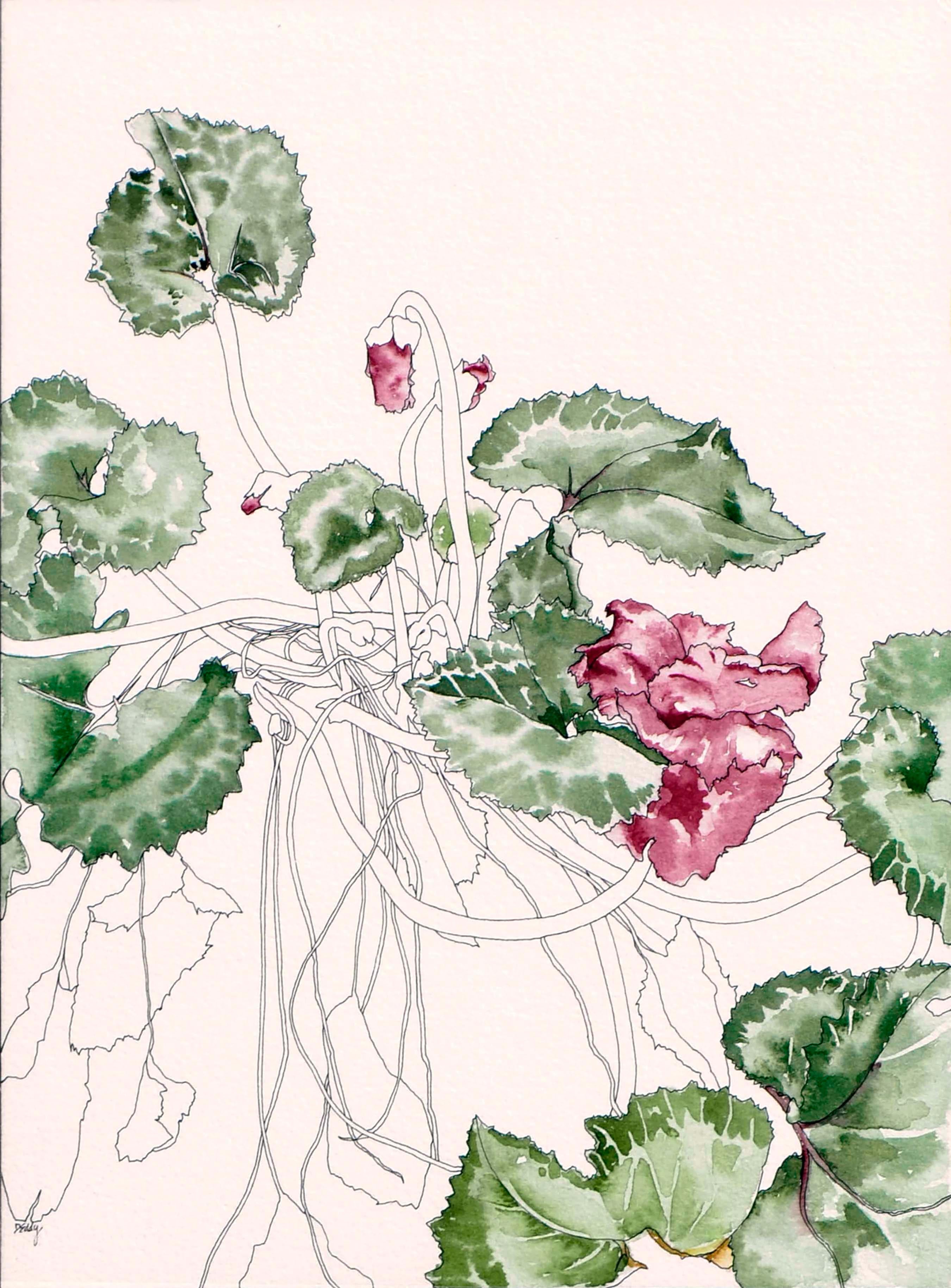 Cyclamen – Botanische Studie – Art von Deborah Eddy