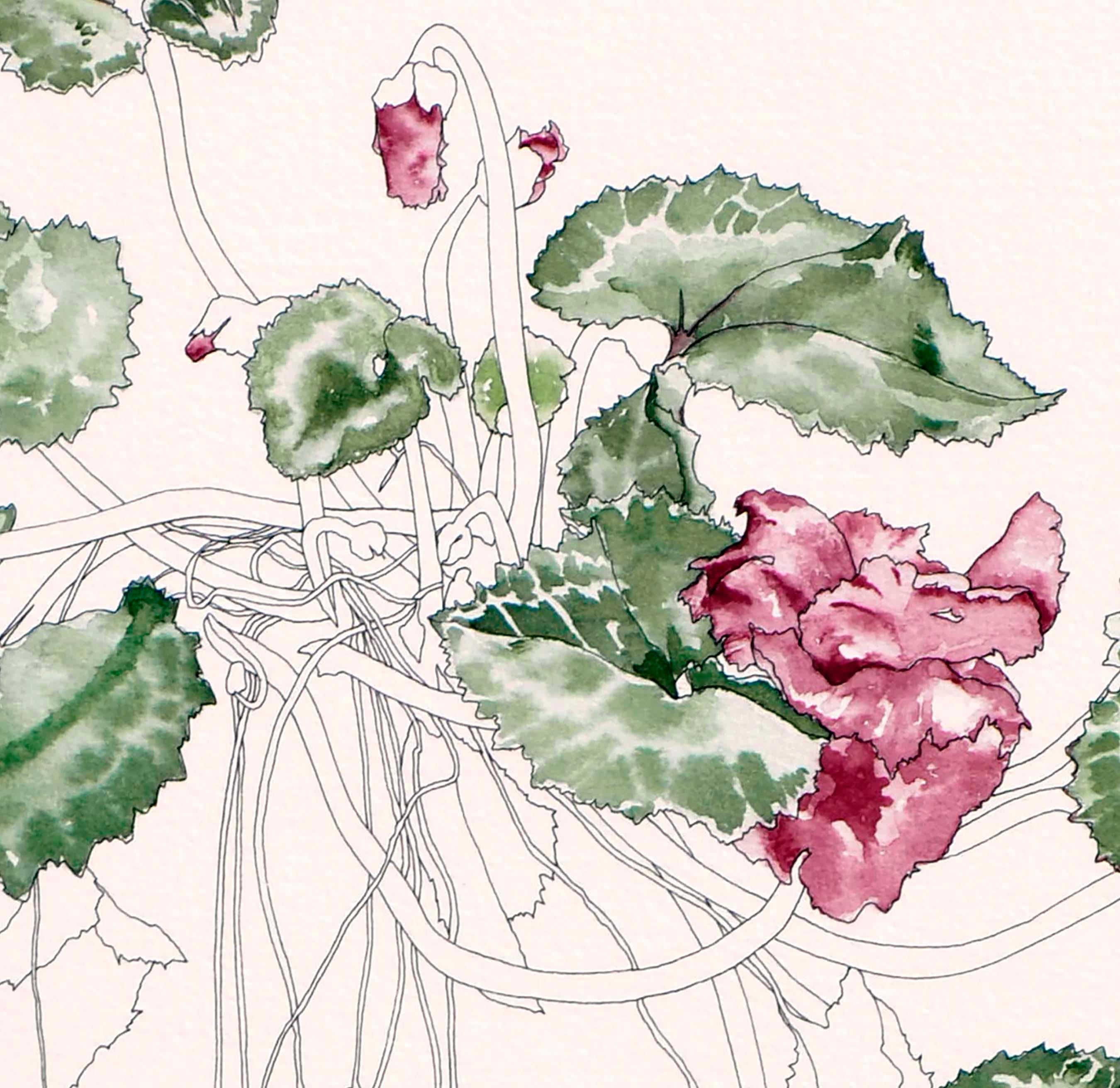 cyclamen botanical illustration