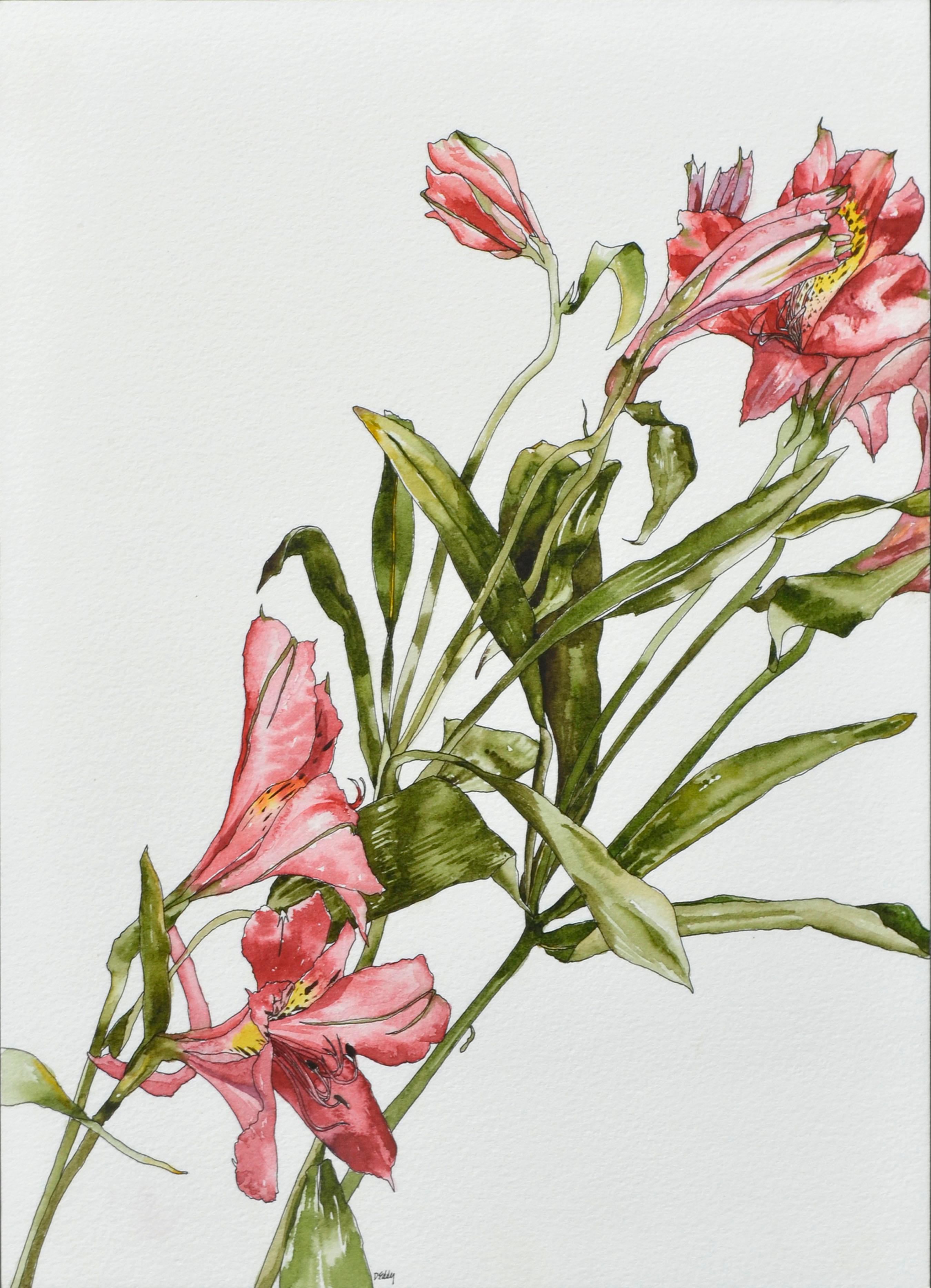 Peruanische Lilie – botanische Studie  – Art von Deborah Eddy