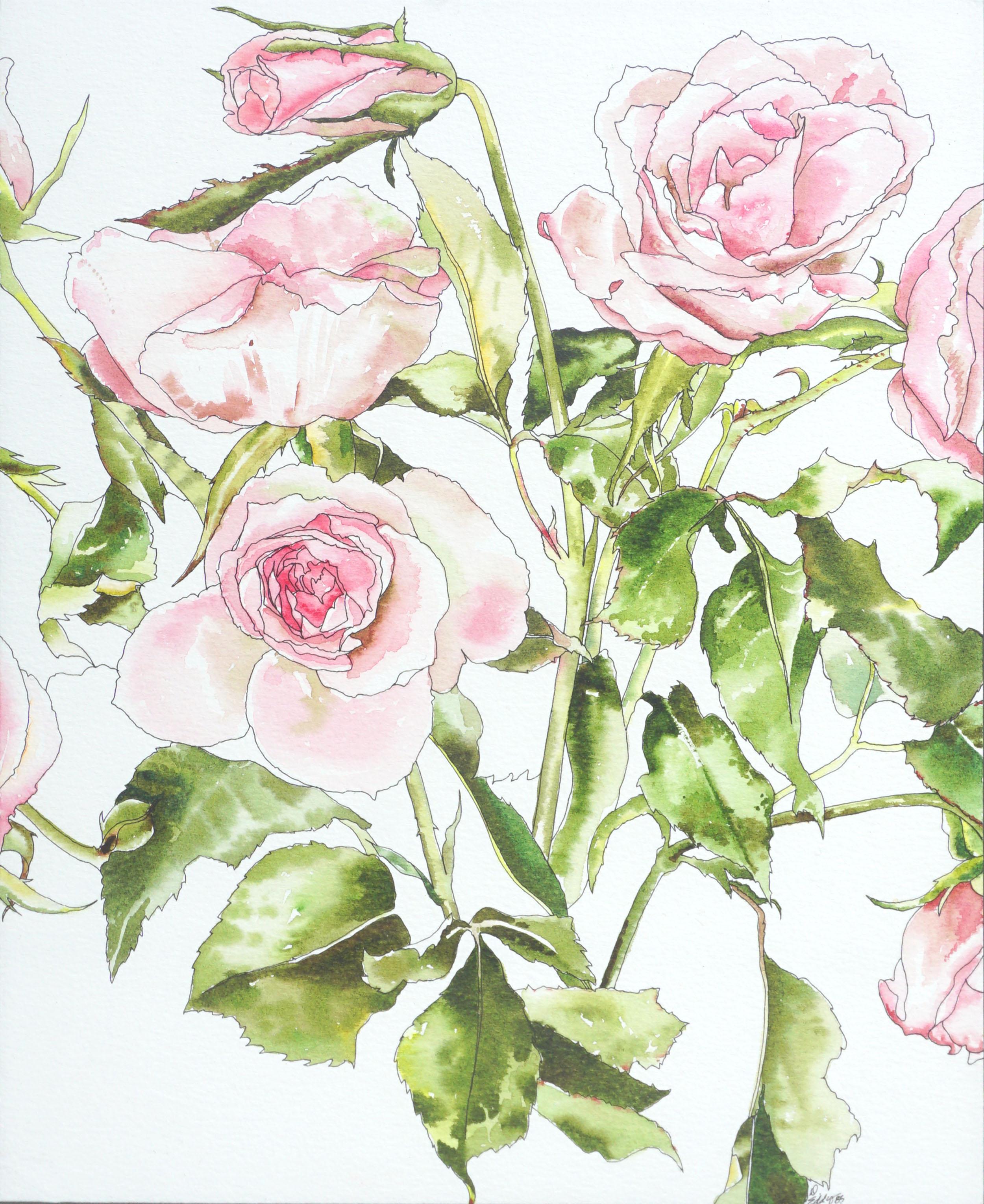 Hellrosa Rosen – botanische Studie  – Art von Deborah Eddy