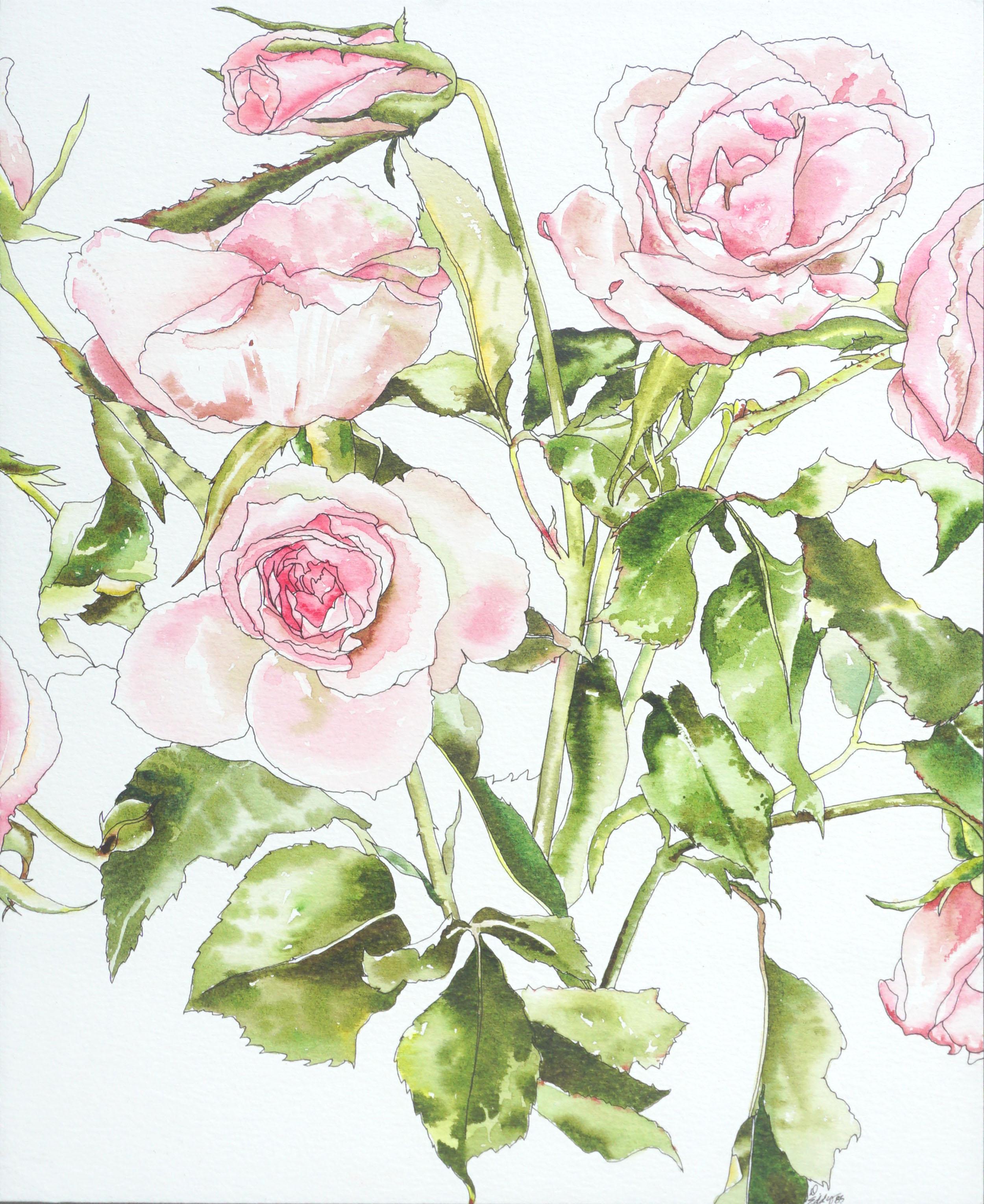 Hellrosa Rosen – botanische Studie – Art von Deborah Eddy
