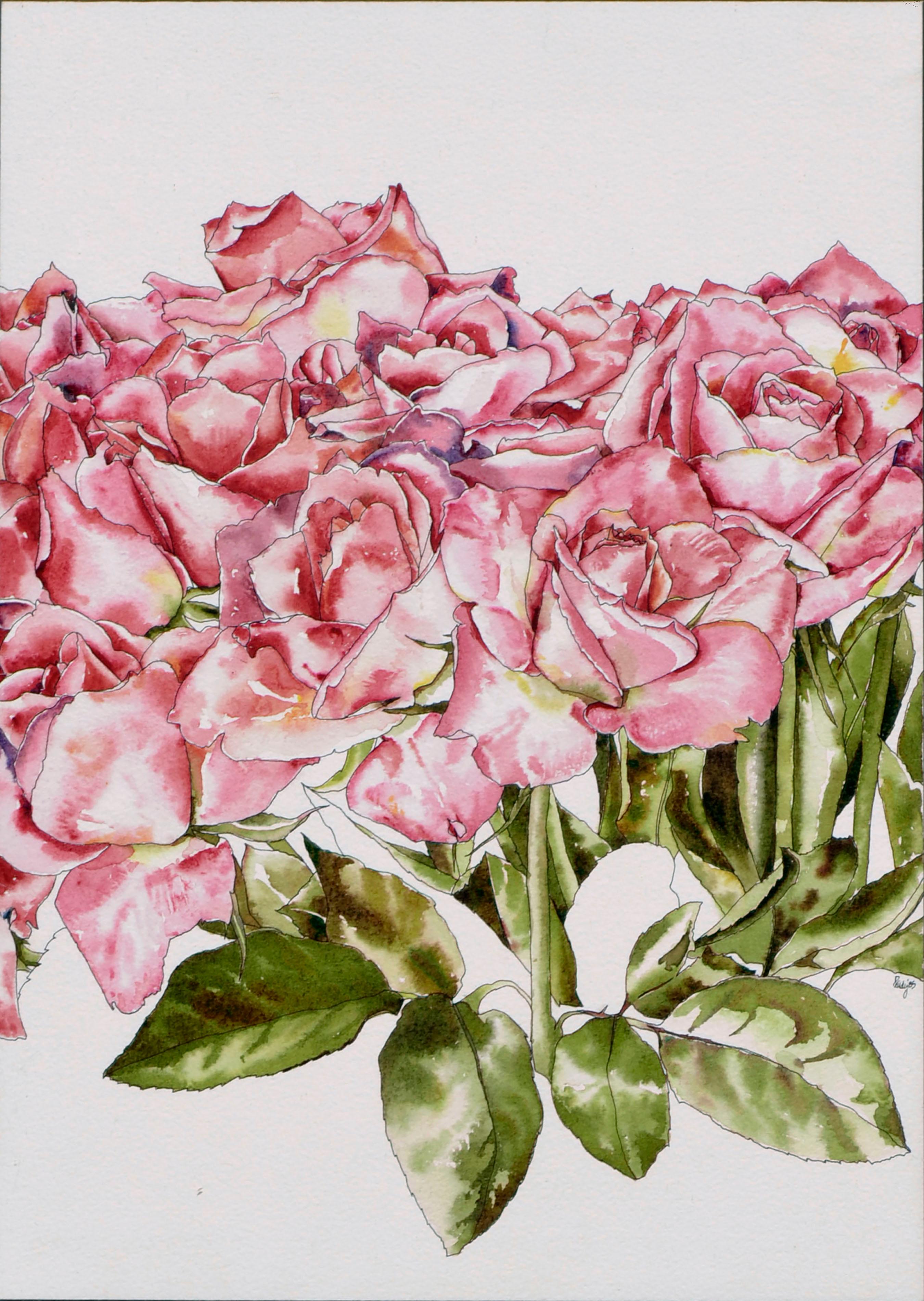 Hot Pink Roses - Botanical Study  - Art by Deborah Eddy