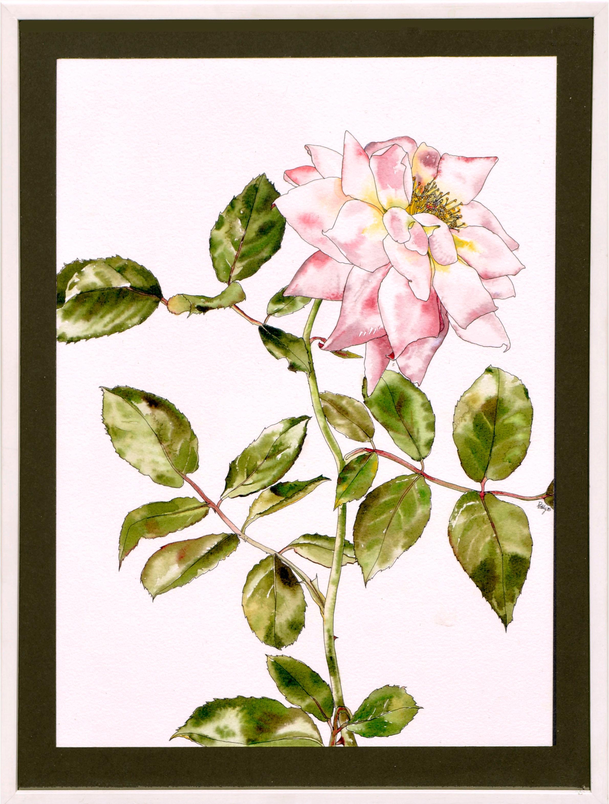 Deborah Eddy Still-Life – Rosengarten-Rose – botanische Studie 