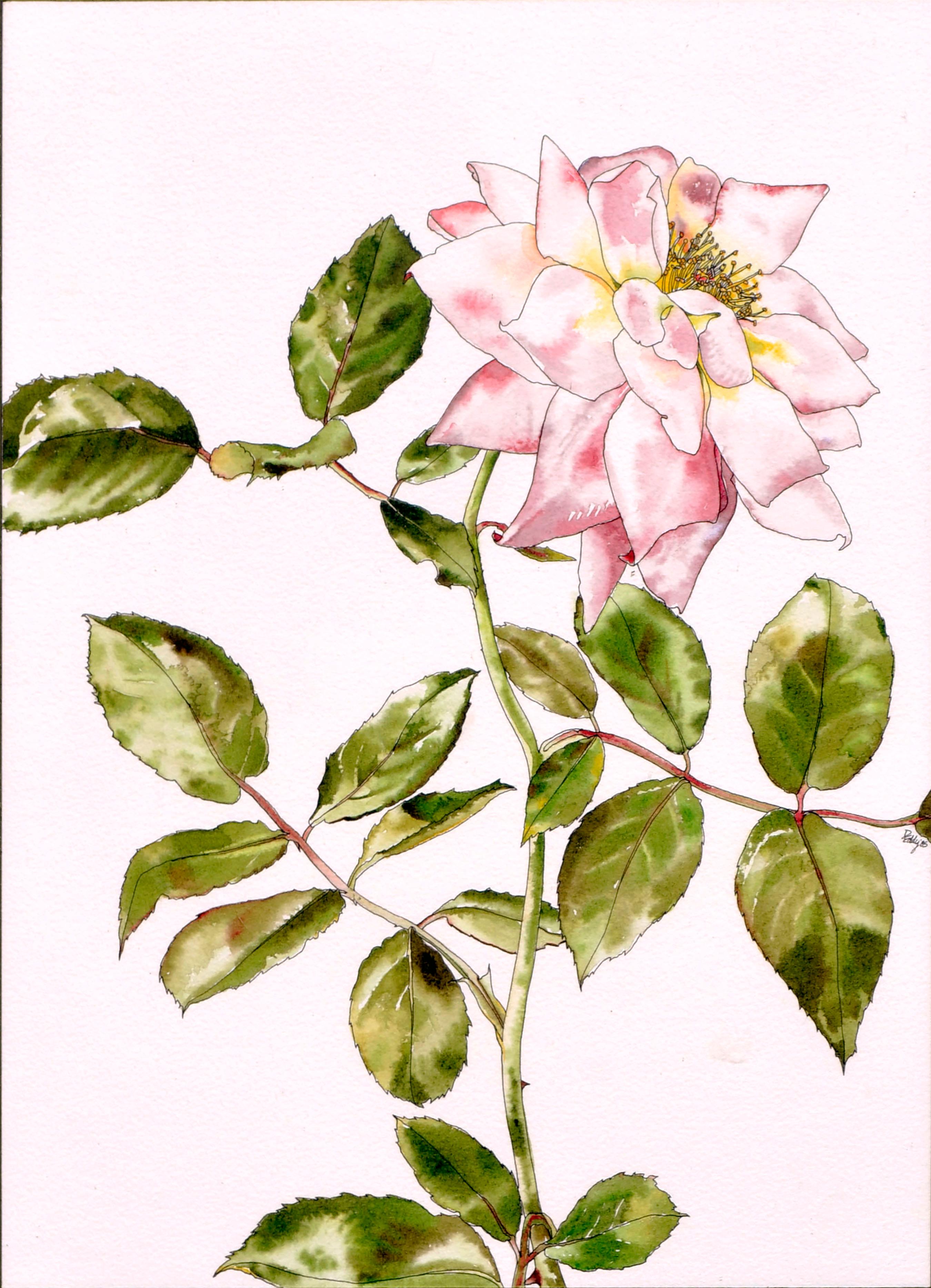 Rosengarten-Rose – botanische Studie  – Art von Deborah Eddy