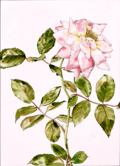 Garden Rose - Botanical Study