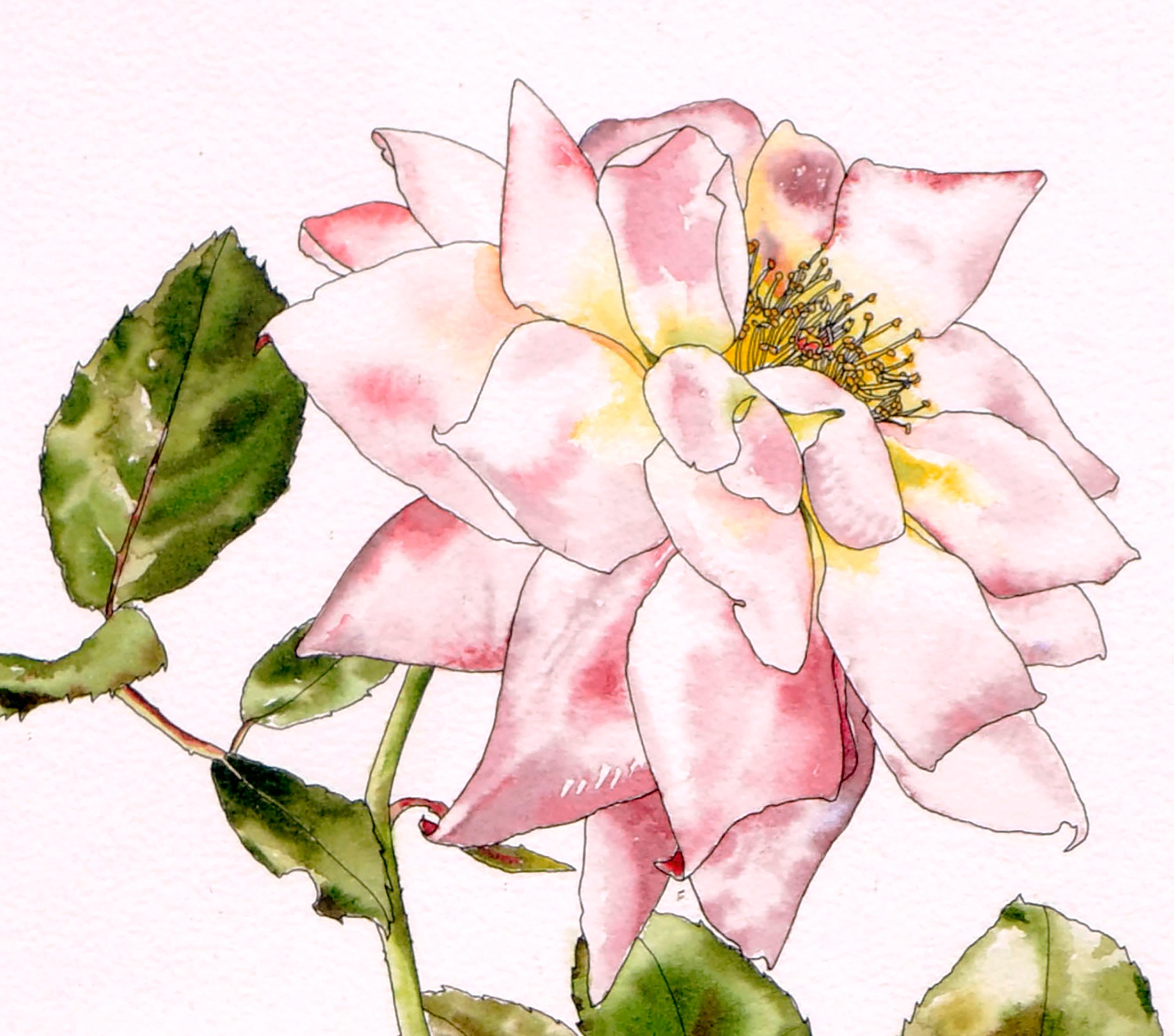 Rosengarten-Rose – botanische Studie  (Amerikanischer Realismus), Art, von Deborah Eddy