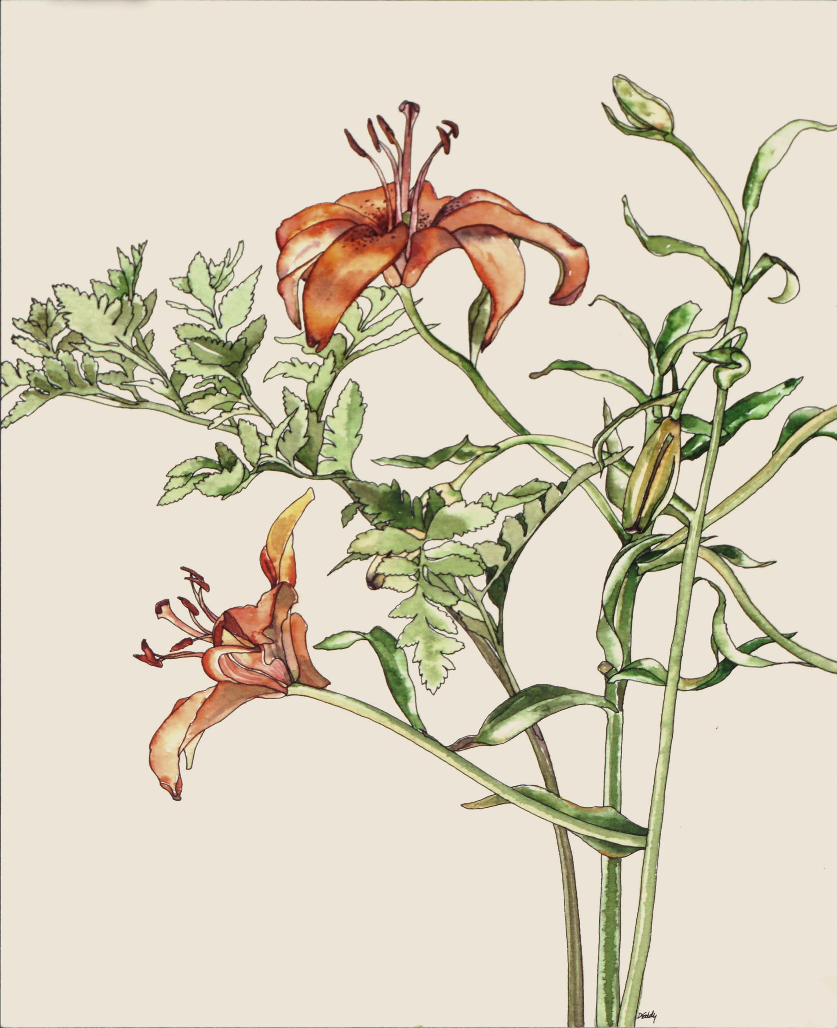 Tiger Lily - Botanical Study  - Art by Deborah Eddy