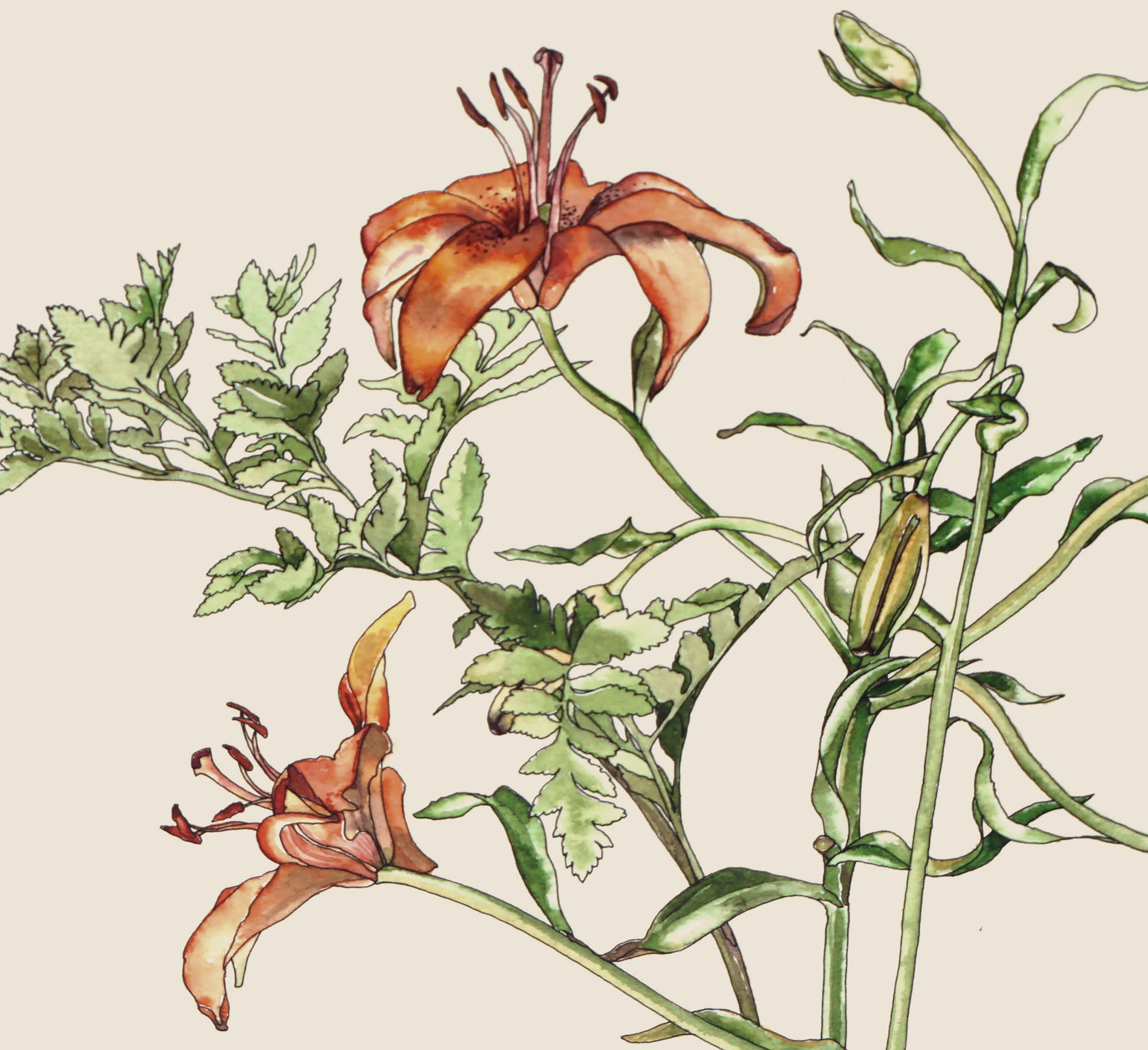Tigerlilie – botanische Studie  (Amerikanischer Realismus), Art, von Deborah Eddy
