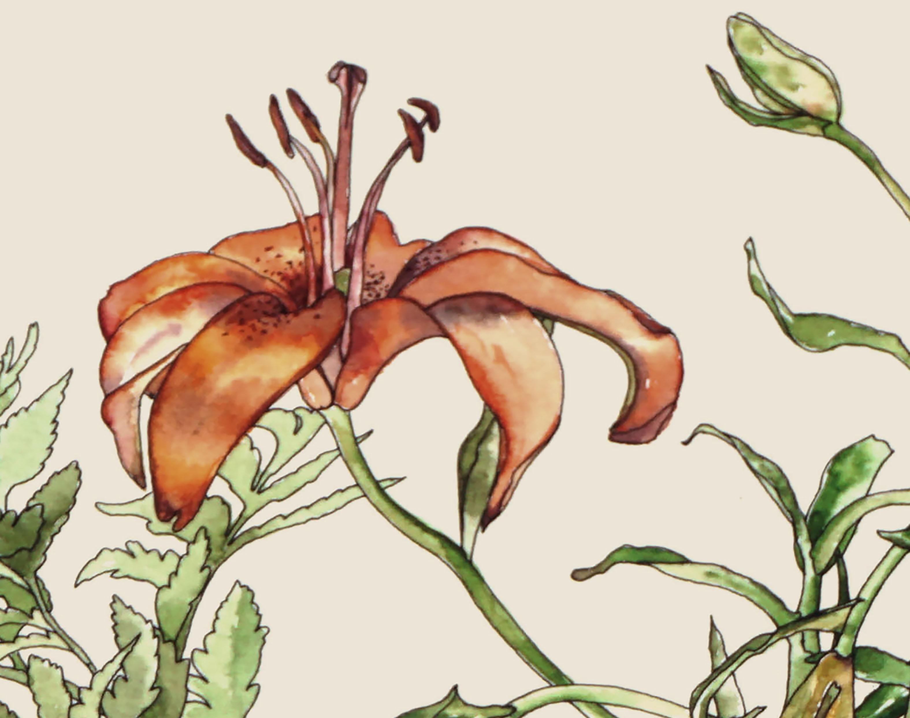 Tigerlilie – botanische Studie  (Beige), Still-Life, von Deborah Eddy