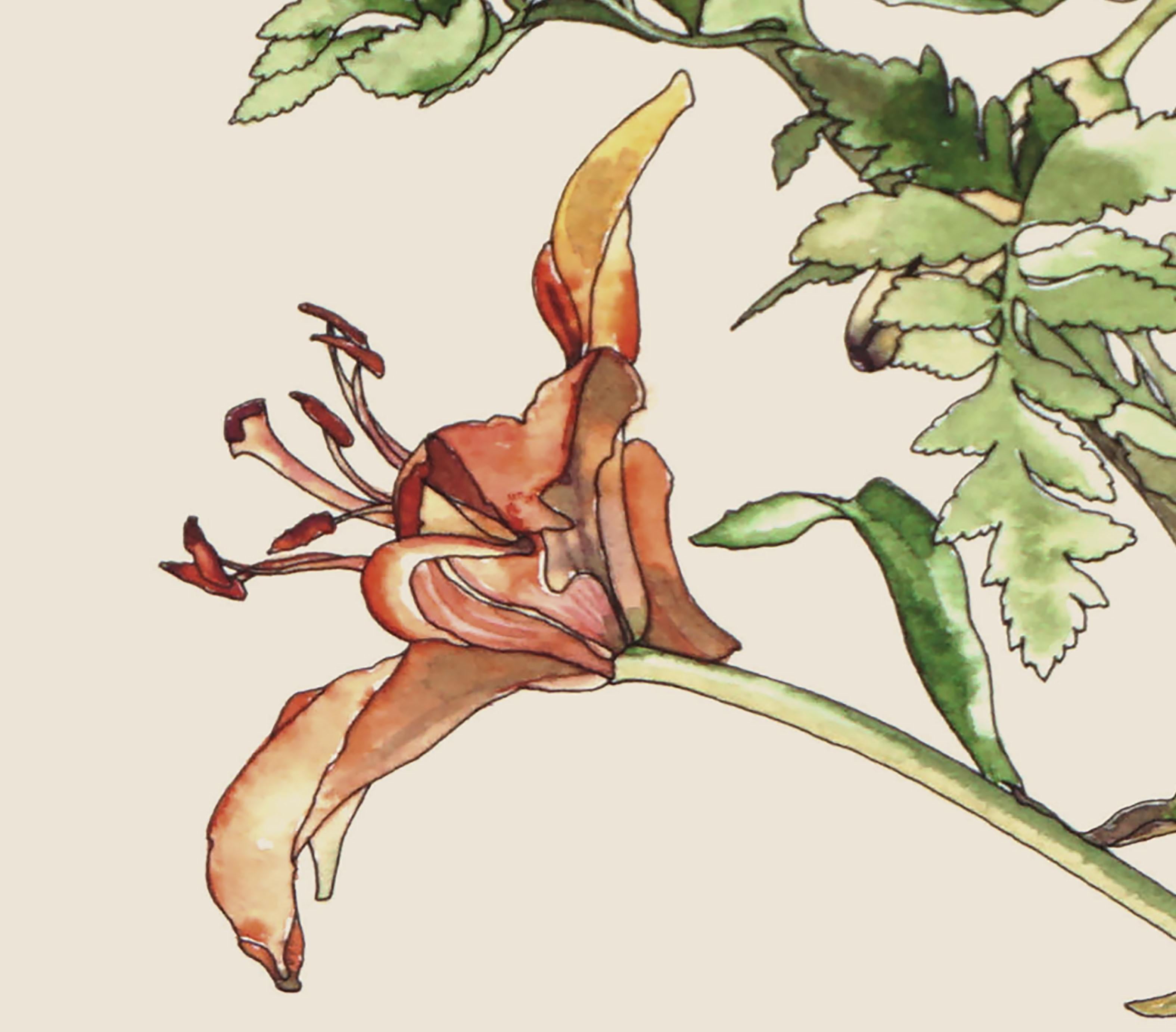 Wunderschöne Aquarell-, Feder- und Tuschestudie von Tigerlilien, mit brillanter Liebe zum Detail und einem unverkennbar zarten Stil, von der kalifornischen Künstlerin Deborah Eddy (Amerikanerin, geb. 1943). Signiert 