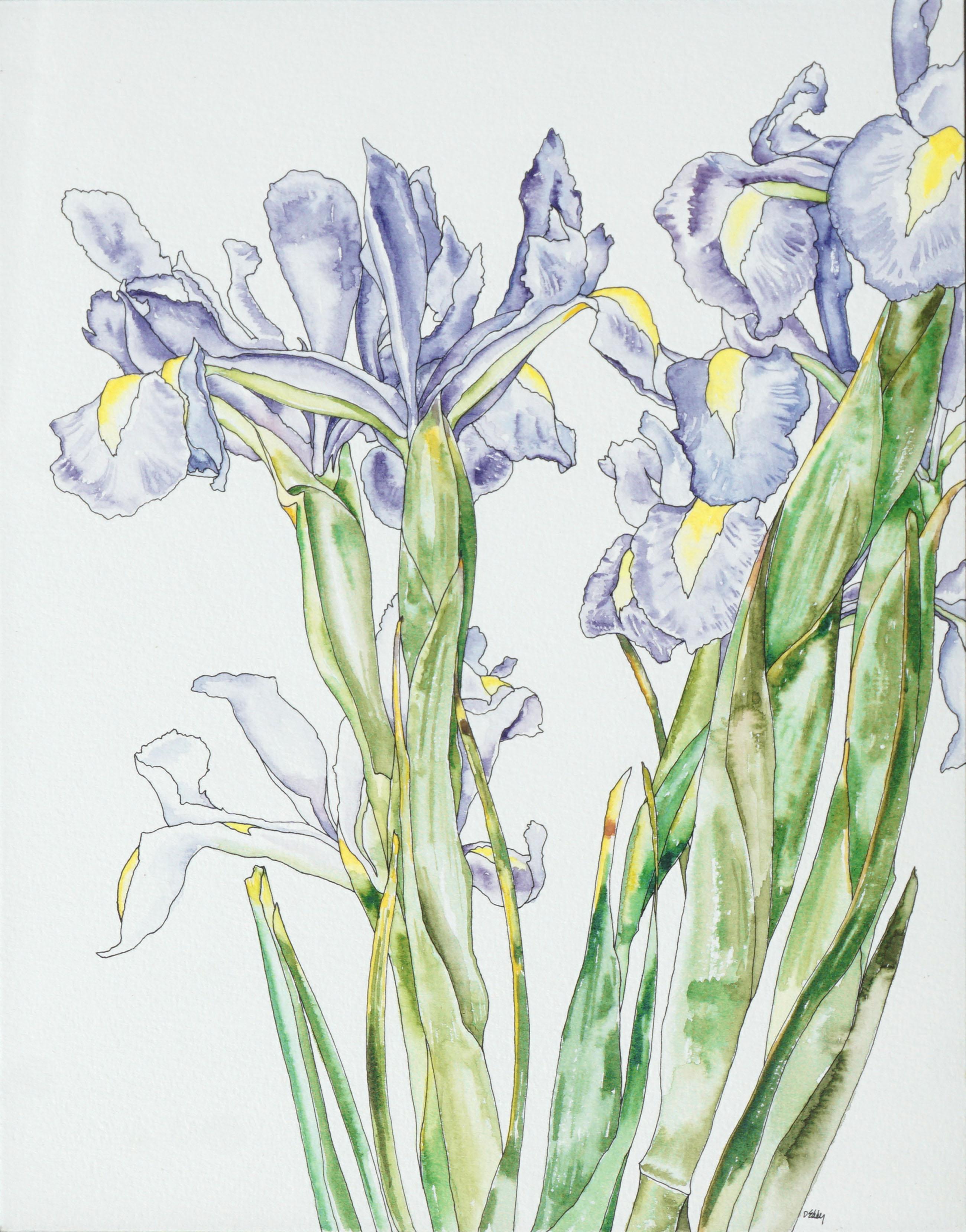 Japanische japanische Iris – botanische Studie  – Art von Deborah Eddy