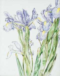 Japanische japanische Iris – botanische Studie