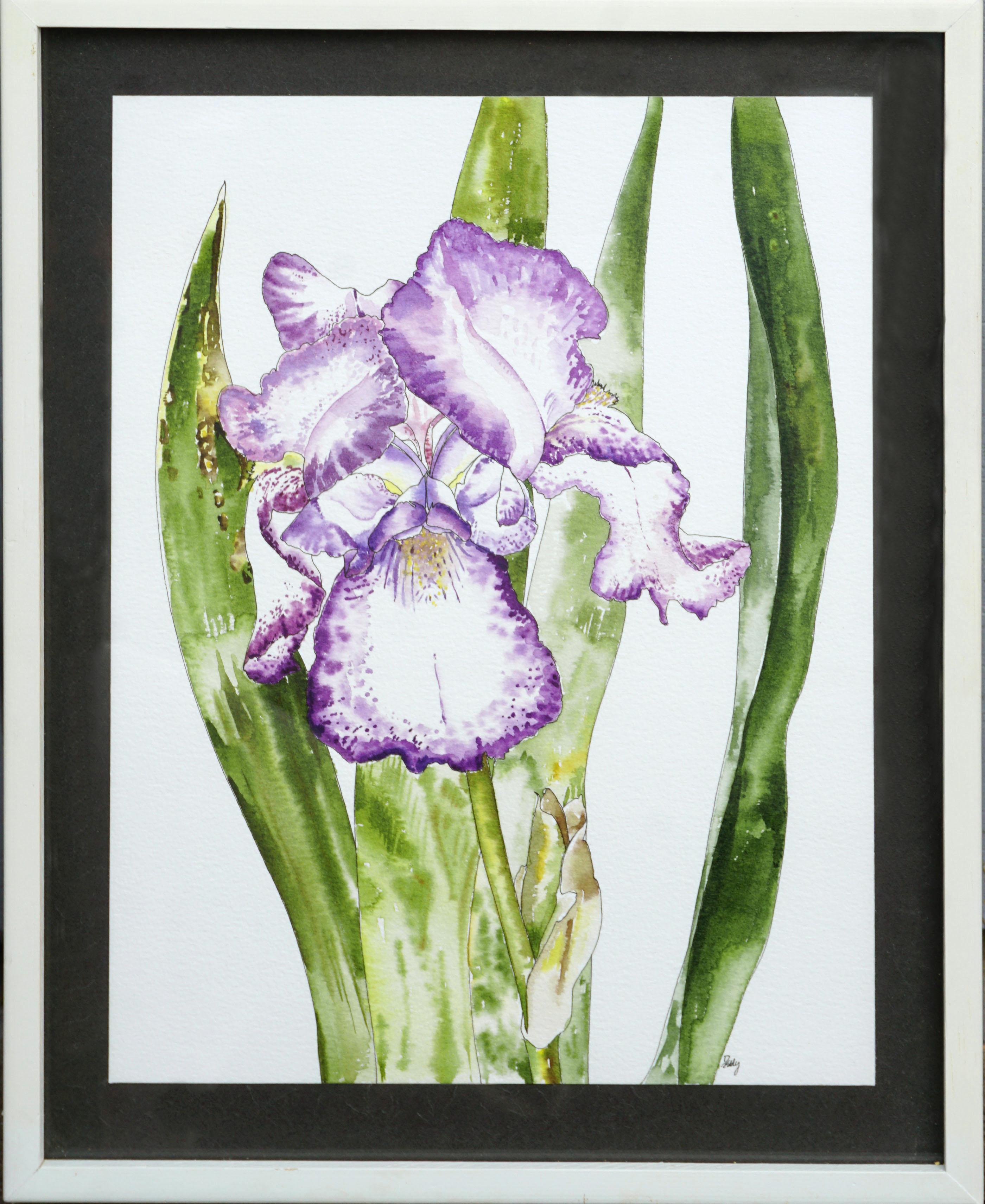 Deborah Eddy Still-Life - Bearded Iris - Botanical Study 
