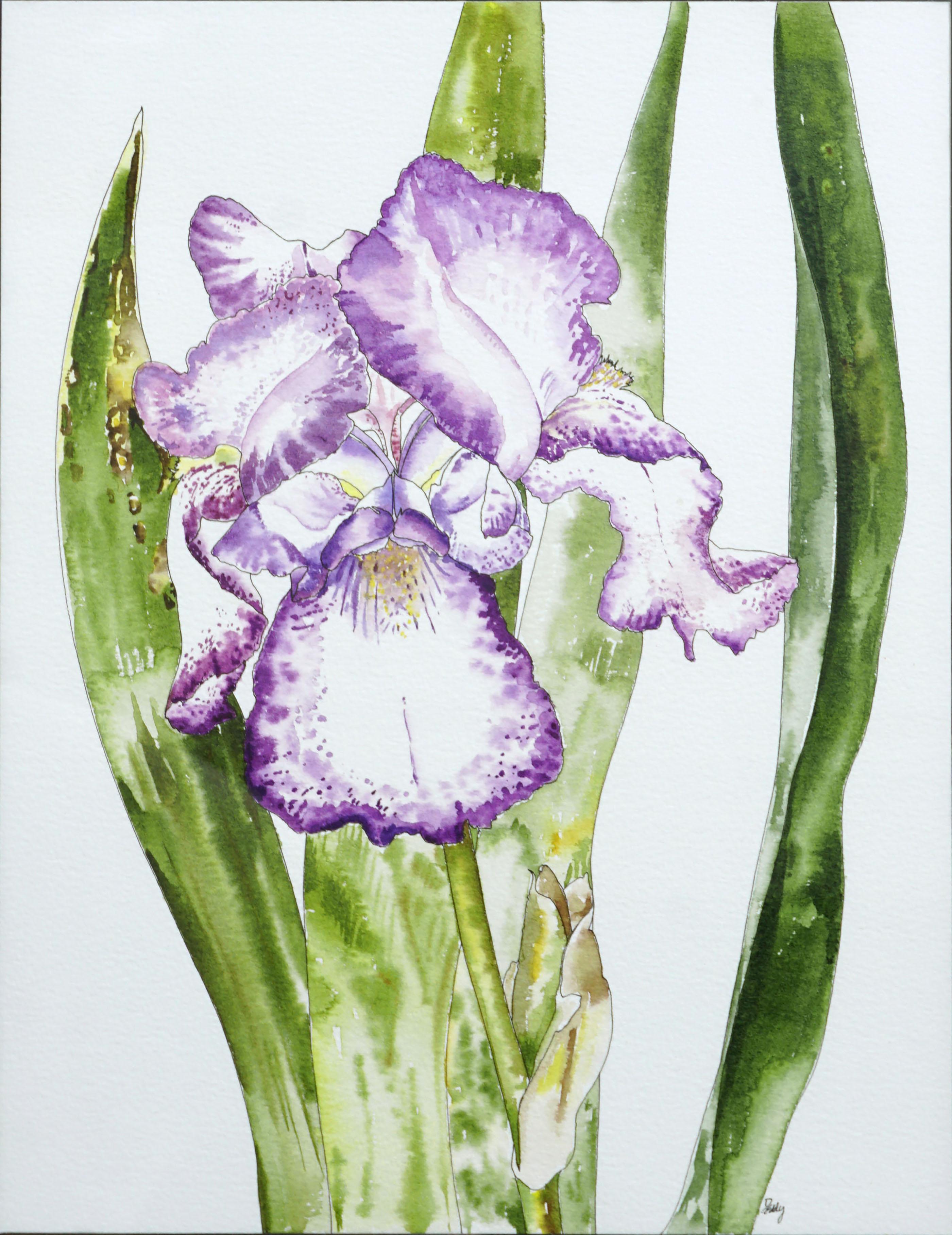 Bearded Iris - Botanical Study  - Art by Deborah Eddy