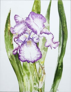 Bearded Iris - Botanical Study