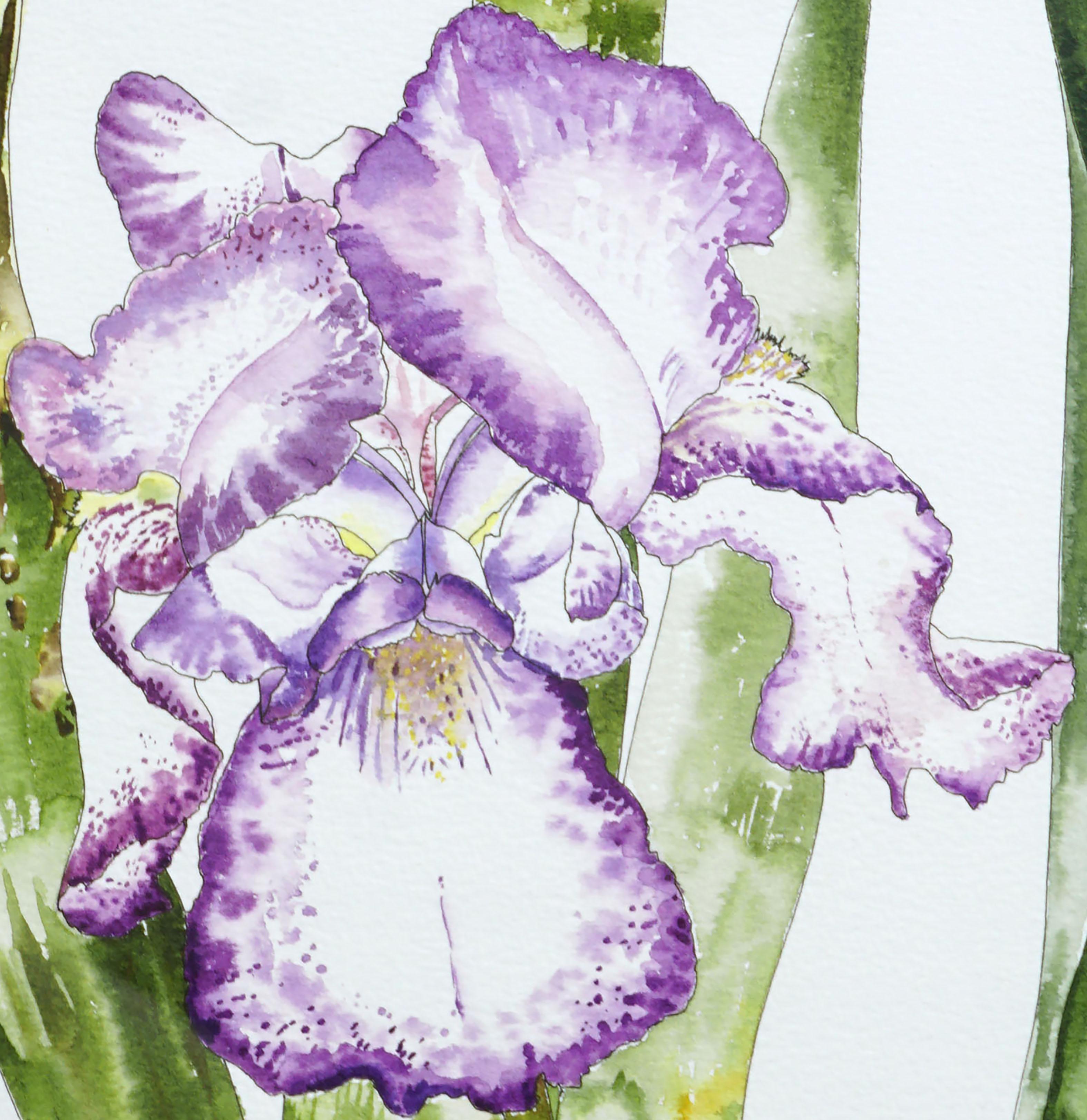 bearded iris drawing