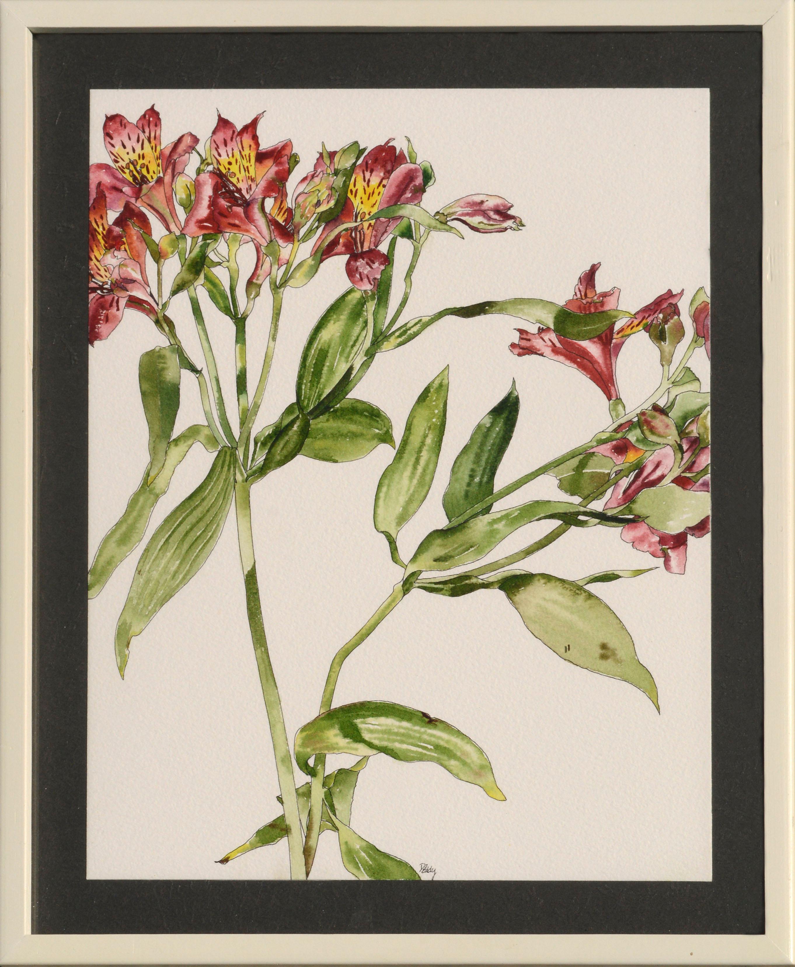 Deborah Eddy Still-Life - Peruvian Lily - Botanical Study 