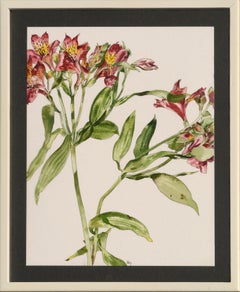 Lièvre péruvienne - Étude botanique