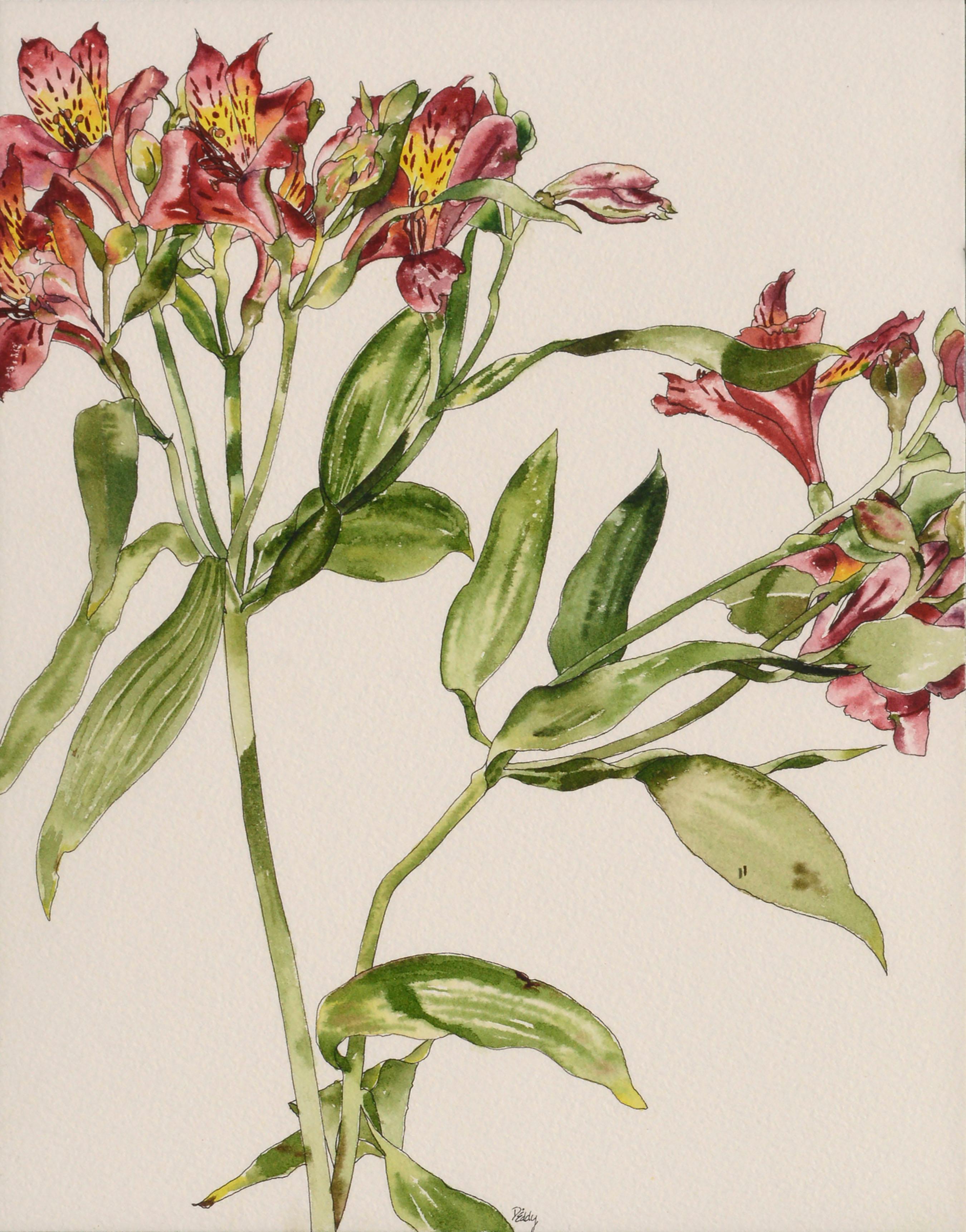 Peruvian Lily - Botanical Study  - Art by Deborah Eddy