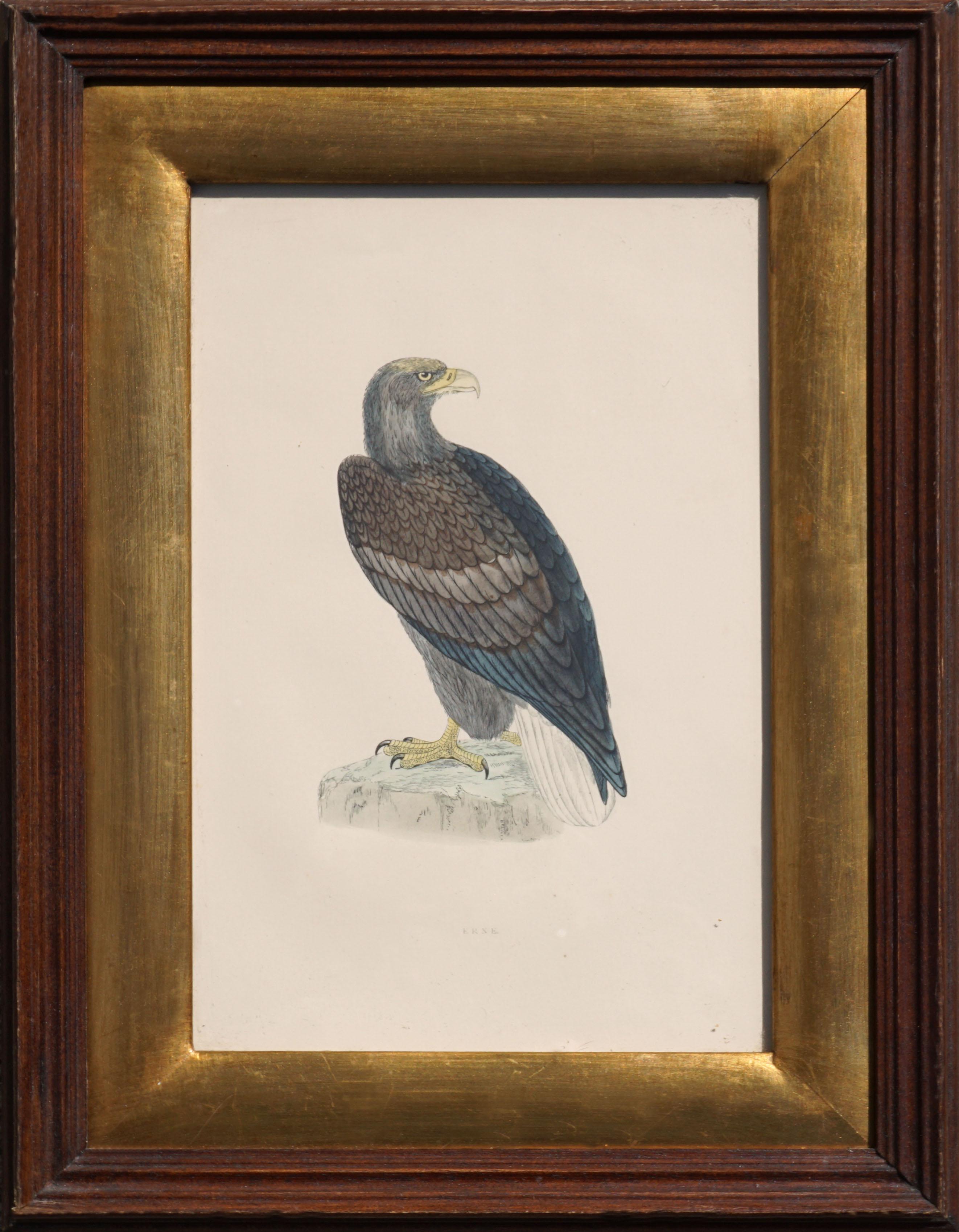 Alexander Francis Lydon  Figurative Print - Mid-19th Century Erne Sea Eagle - Hand Colored Ornithology Engraving 