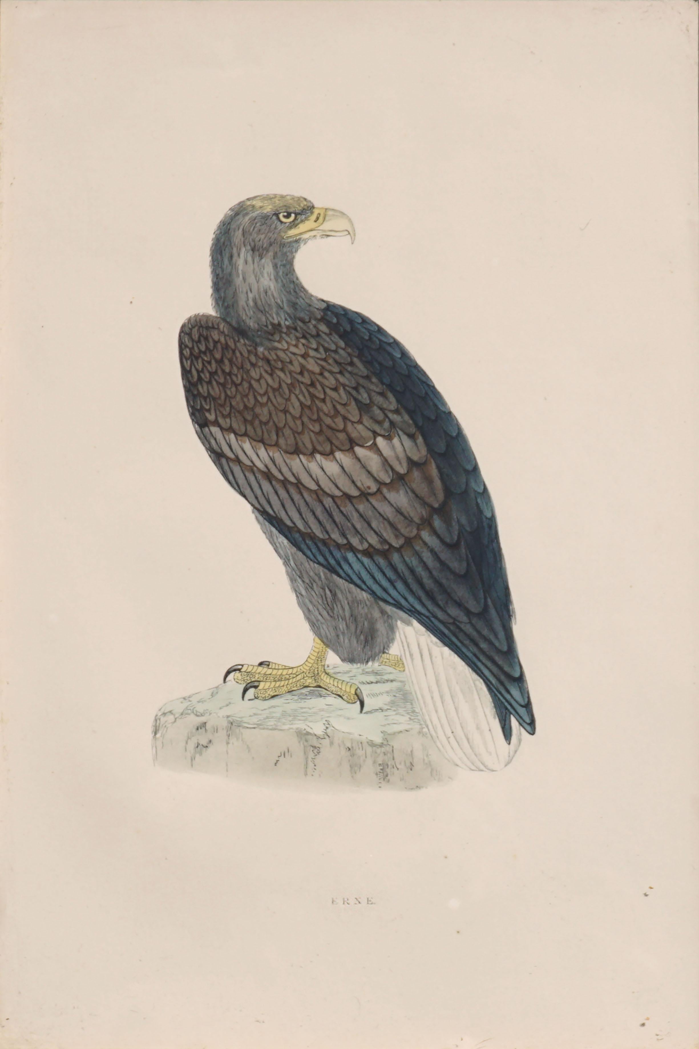 Mid-19th Century Erne Sea Eagle - Hand Colored Ornithology Engraving  - Print by Alexander Francis Lydon 