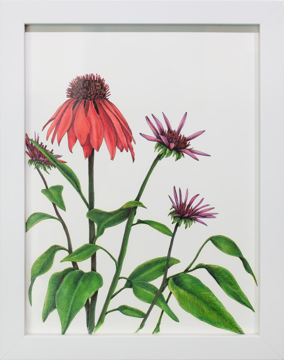 Gerahmte botanische Illustration „Big Red“ – Art von Elizabeth Iadicicco