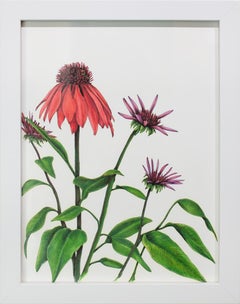 "Big Red" Framed Botanical Illustration