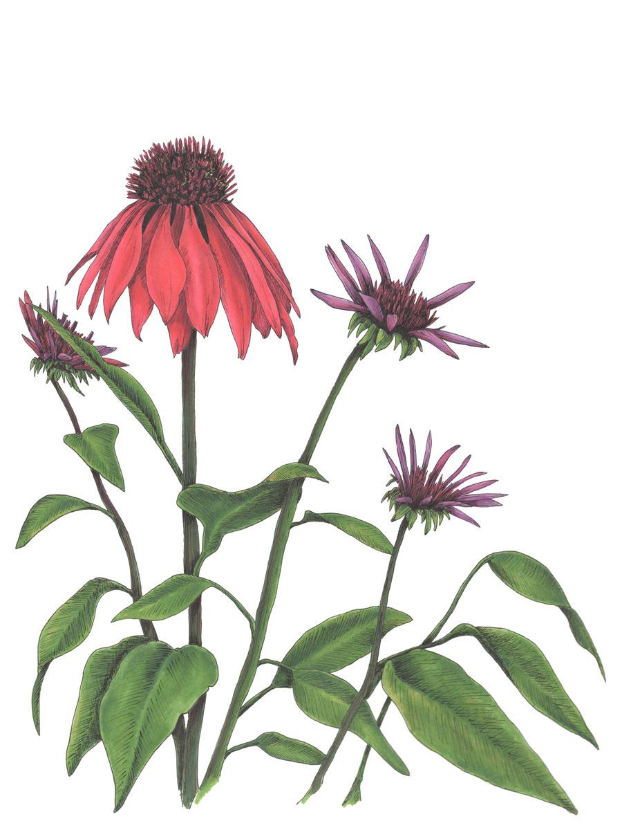 Gerahmte botanische Illustration „Big Red“ im Angebot 2