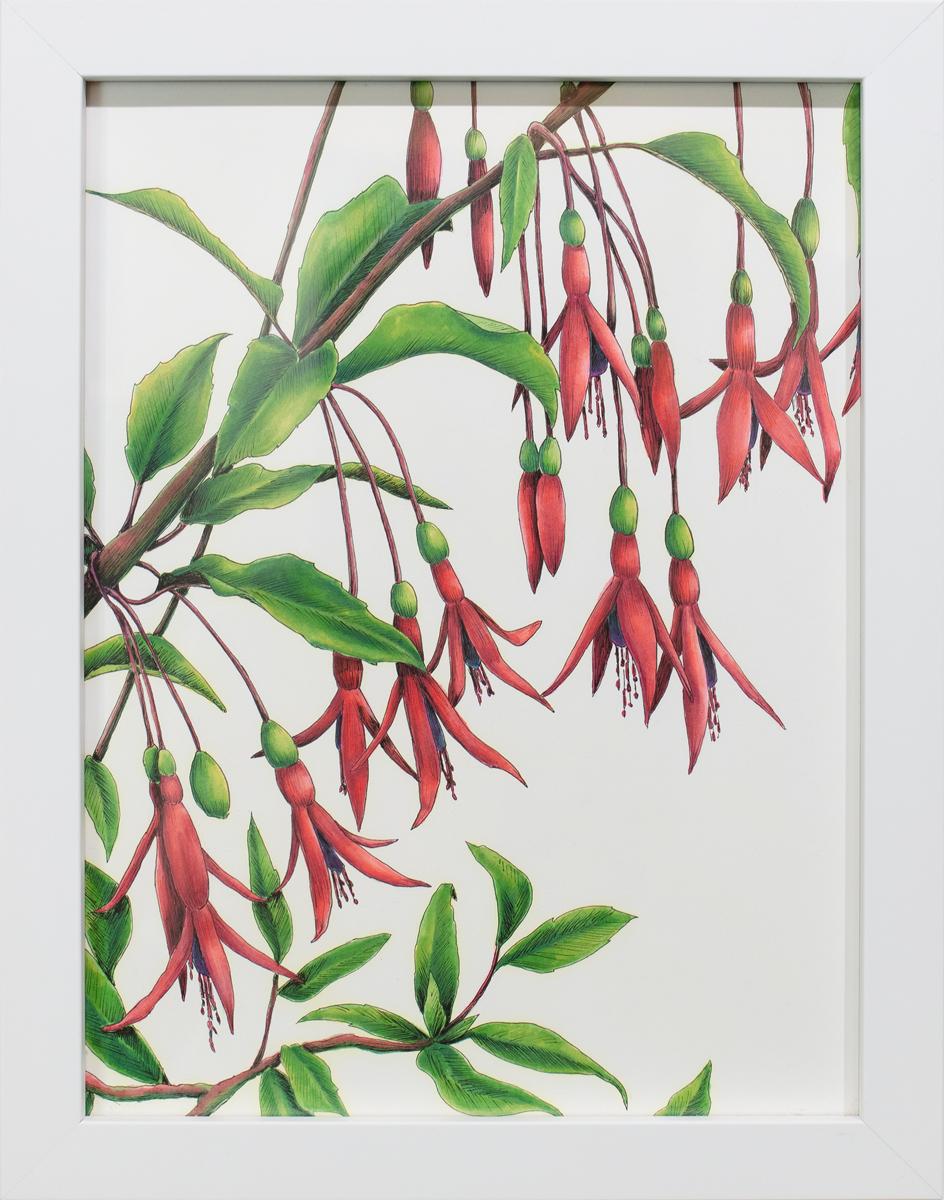 "Hummingbirds" Framed Botanical Illustration - Art by Elizabeth Iadicicco