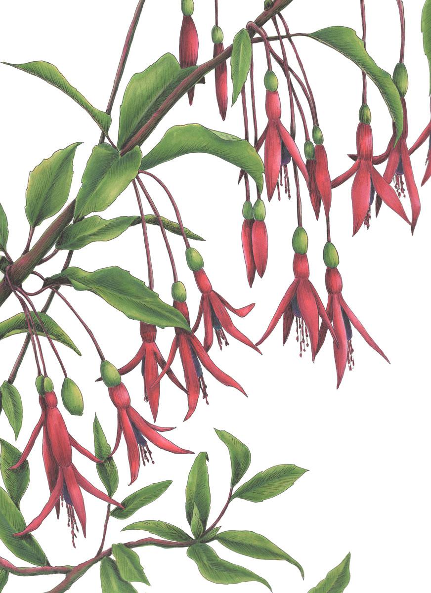 Gerahmte botanische Illustration „Hummingbirds“ im Angebot 2