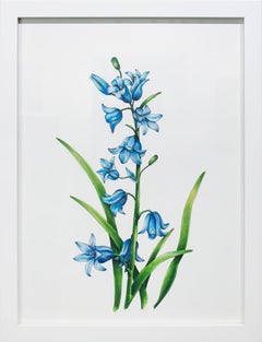 "Bluebells" Framed Botanical Illustration