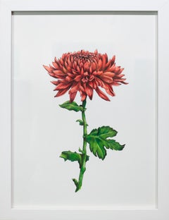 "Chrysanthemum" Framed Botanical Illustration