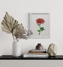 "Chrysanthemum" Framed Botanical Illustration