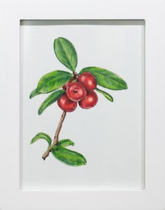 "Cranberries" Framed Botanical Illustration