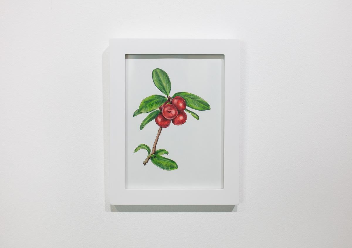 This small original hand-drawn botanical illustration by Elizabeth Iadicicco is made with illustration marker, pen, and colored pencil on Strathmore marker paper. The drawing captures a small cranberry plant on a minimalist white background. The