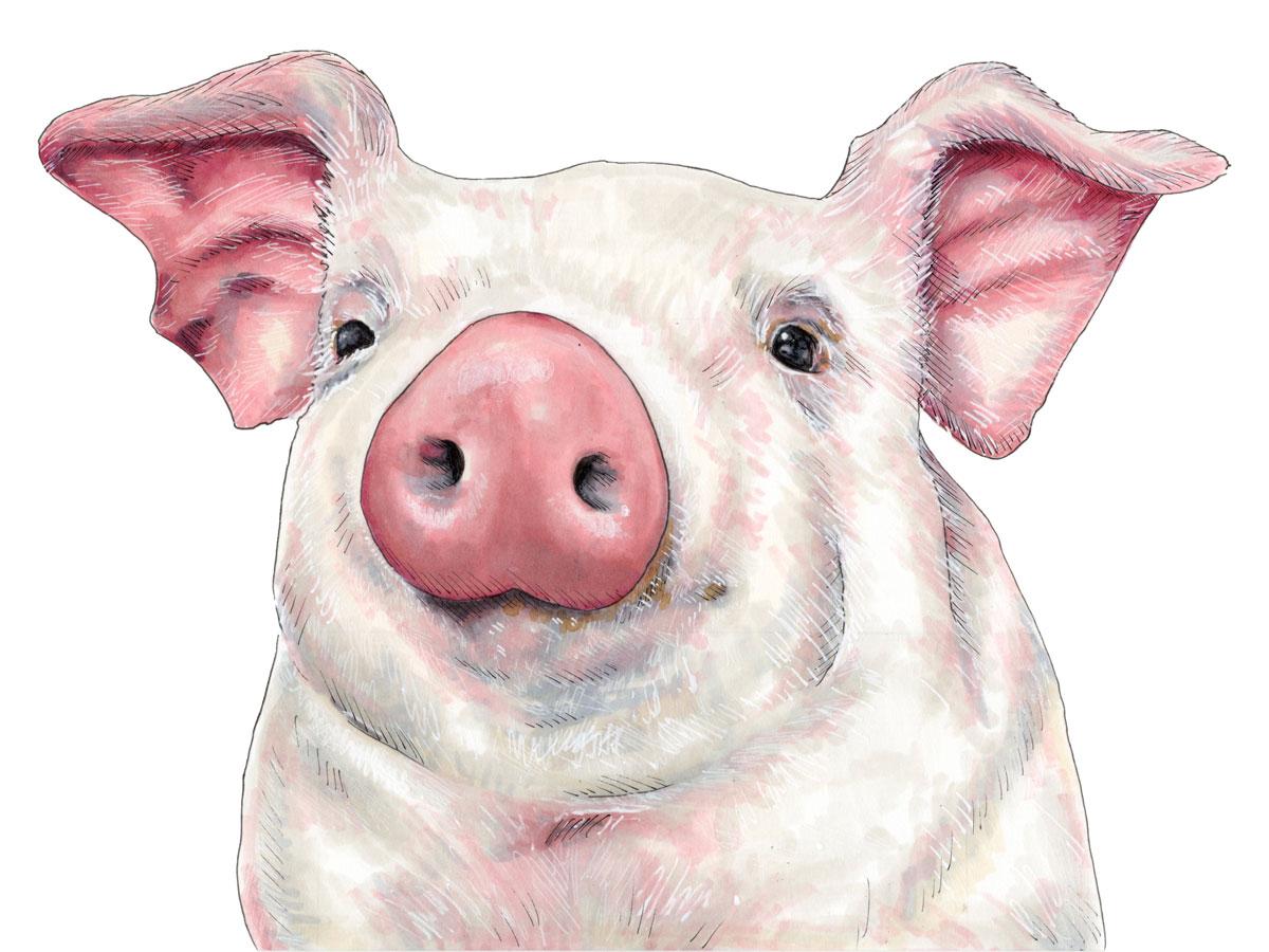 Illustration d'animaux encadrée « Pig » dessinée à la main 2