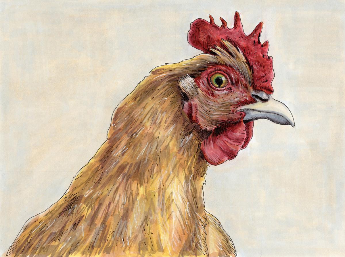 Illustration de poulet dessinée à la main « The Oracle » encadrée - Art de Elizabeth Iadicicco