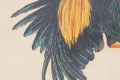 "Cock Fighting" Facing Right