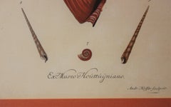 18th Century Shell Engraving