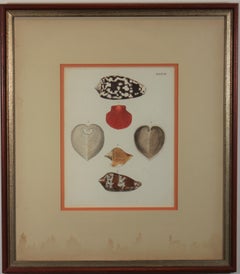 Marine Shells and Conchs Engravings from Late 18th Century