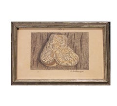 Antique Clam Engraving on Laid Paper with Orange Tints