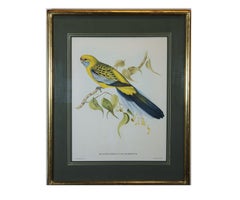 Colorful Australian Birds Engraving Set