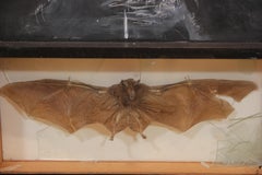 Portrait of a Catholic Cardinal with a Taxidermy Bat