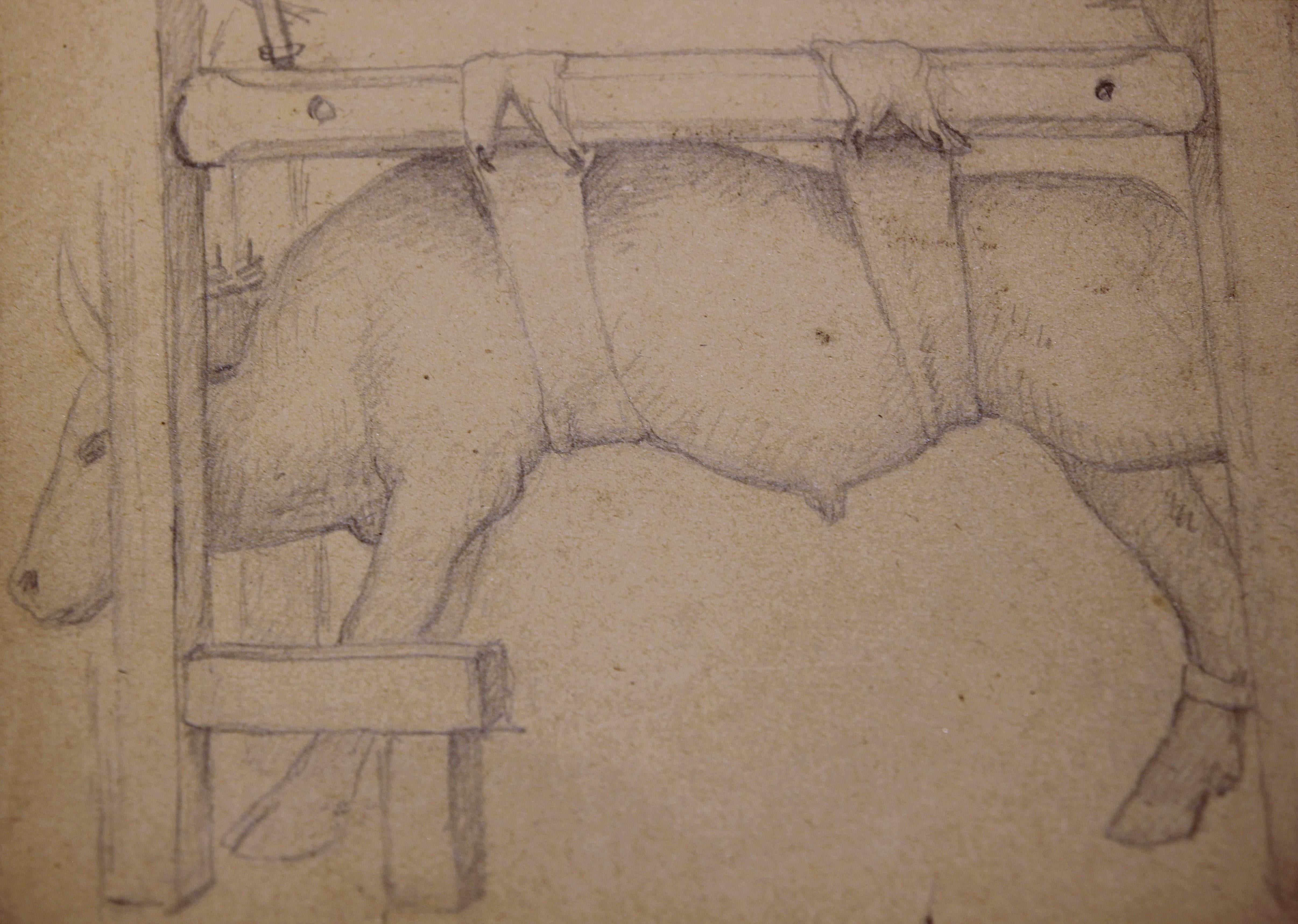 Étude naturaliste au crayon d'une vache - Naturalisme Art par Emile Lejeune