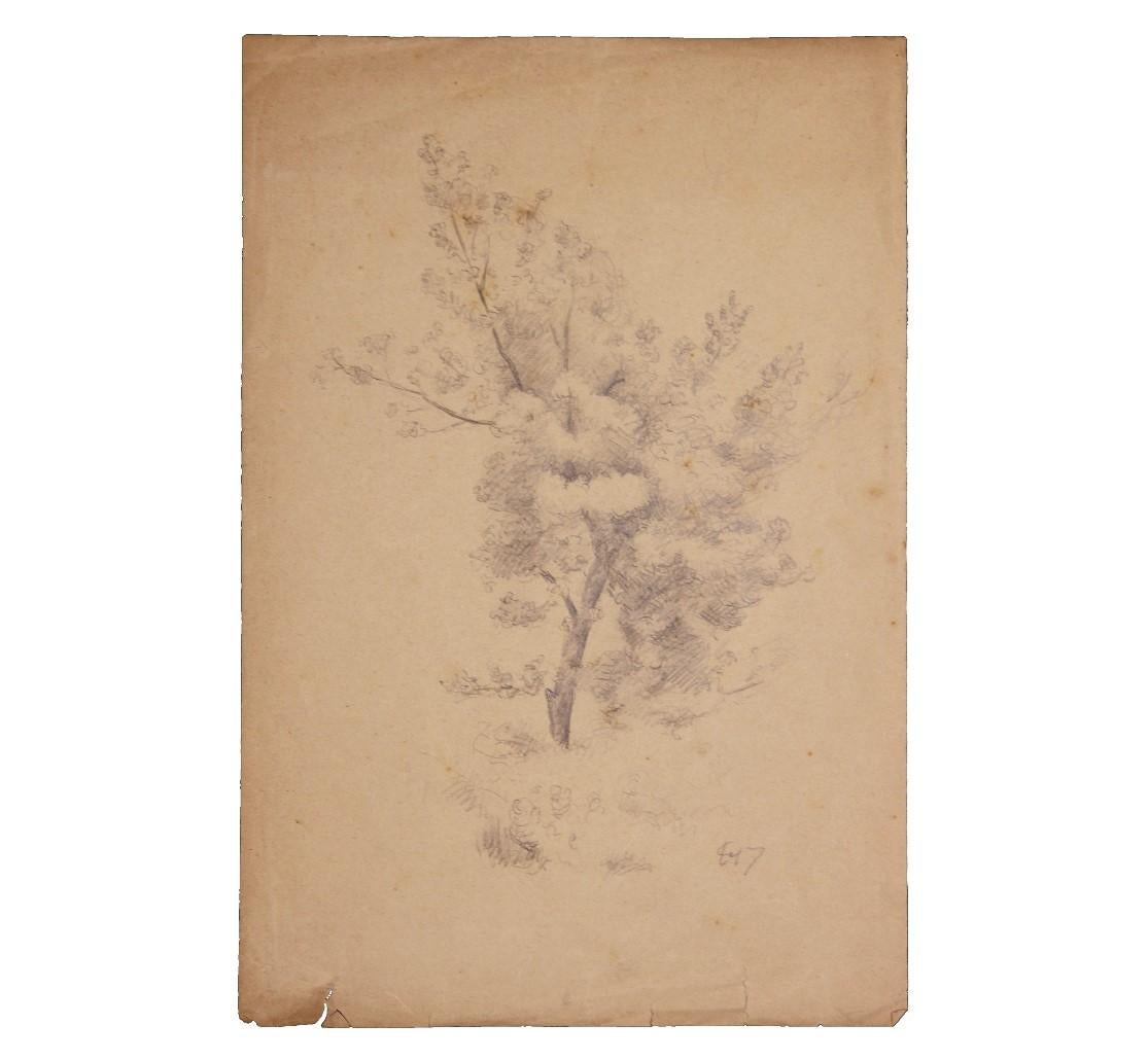 Emile Lejeune Landscape Art - Naturalistic Pencil Study of a Tree