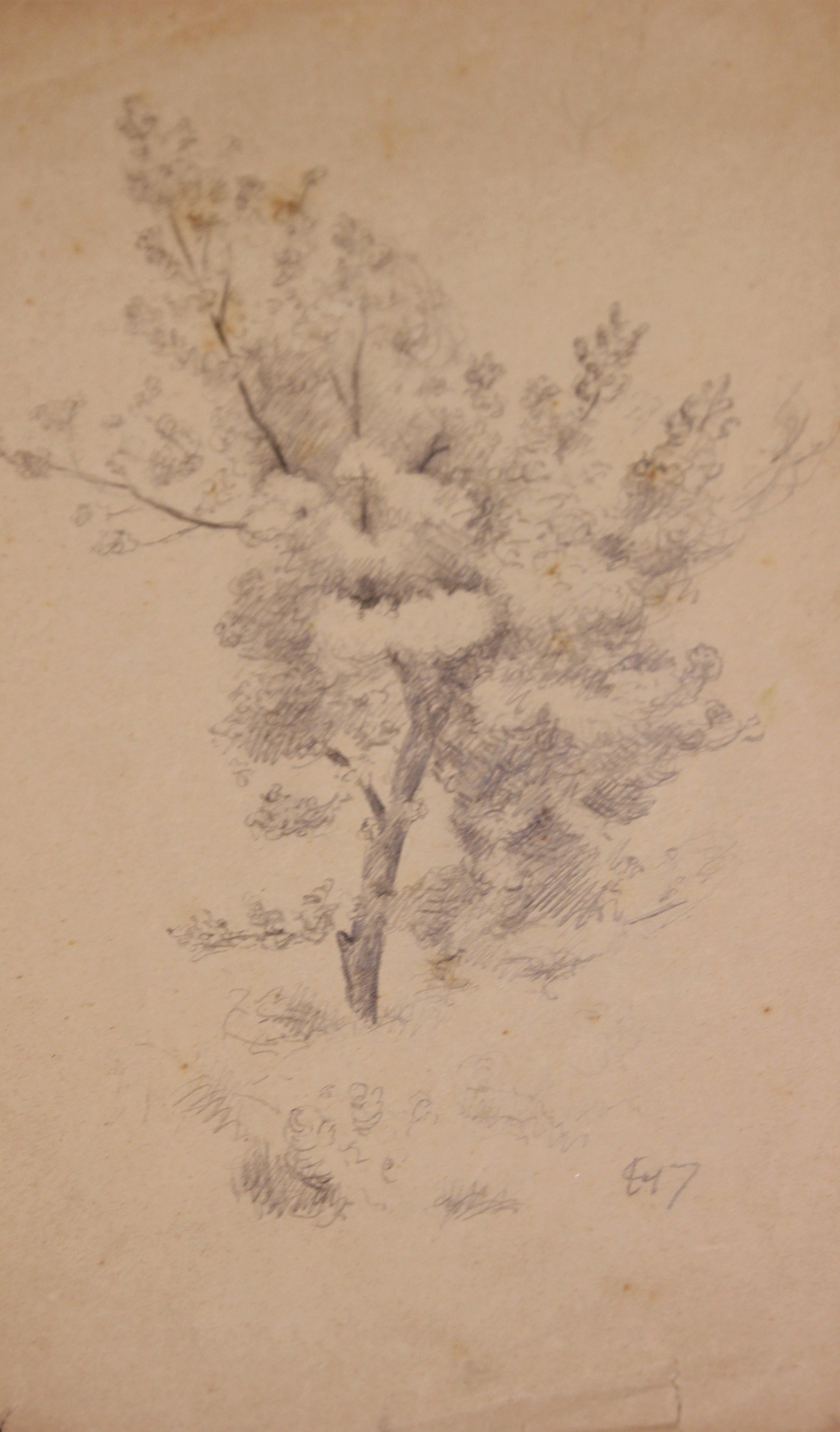 Naturalistic Pencil Study of a Tree - Art by Emile Lejeune
