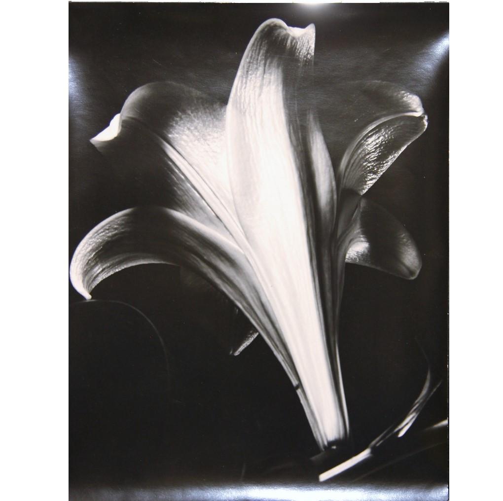 Primer Plano Fotografía Flor Sabattier