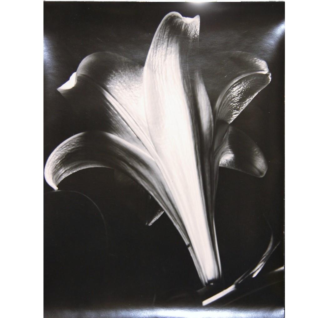 Pat Truax Still-Life Photograph – Fotografie „ Close Up Flower Sabattier“ 