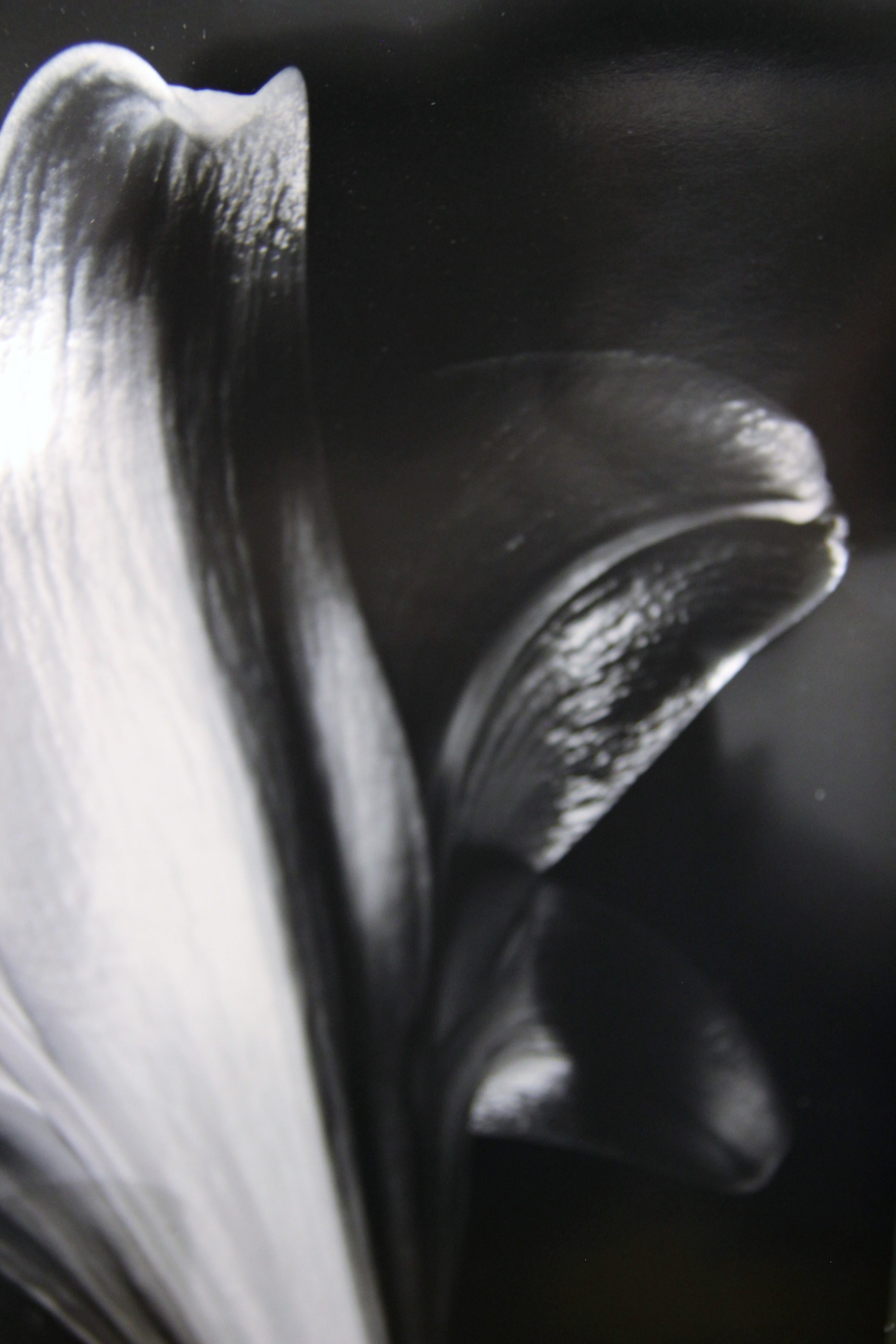 Foto di Sabattier fiore in primo piano - Photograph di Pat Truax